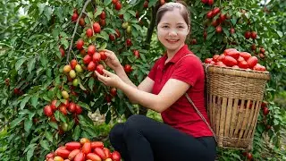 TIME LAPSE - Harvesting 1000+ Oleaster Fruit To Sell At Market, How Oleaster Salad | Han Harvesting