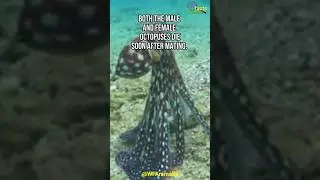 Octopuses Die after Mating | World Facts Animalia #shorts #worldfactsanimalia #octopus