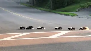 Skunk Family Cross Road Safely || ViralHog