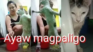 Cat reaction to bathing/Michelle Suela
