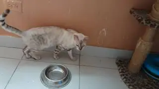 Silver Bengal and Seal Lynx Bengal