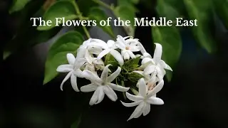 The Flowers of the Middle East