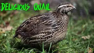 CAUTION GRAPHIC // HOW TO PROCESS YOUR QUAIL