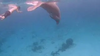 Hol Chan Snorkling