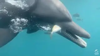 Rescued Dolphins Re-Learn to Catch Live Fish