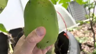 Papaya Fruit Fly : Comparing Bags and Protection Methods