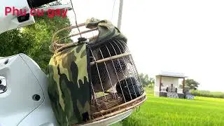 cu gáy và cảnh đồng quê