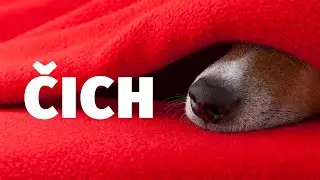 Čenich - Psí smysly - Tlapka TV