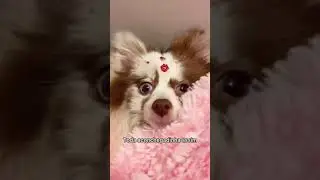 A Rotina da Meg 🐶