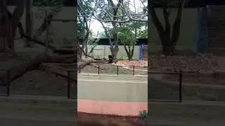 Cute Bear video 🥰