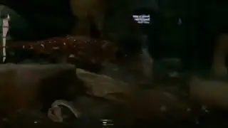 Flashlight fish