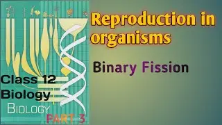 Binary Fission . Class 12 Biology ( Reproduction in organisms).