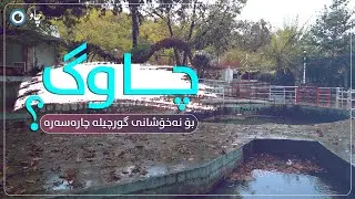 چاوگ، بۆ نەخۆشانی گورچیلە چارەسەرە ؟