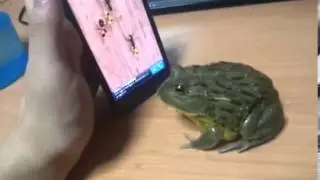 Frog plays cell phone game
