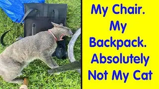 People Are Sharing Photos Of Their Best &lsquo;My House, Not My Cat&rsquo; Encounters (NEW PICS)