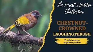 Chestnut crowned Laughingthrush | The Forest&rsquo;s Hidden Chatterbox #birds #wildlife #trending