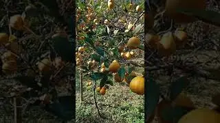 Kachai lemon Farm