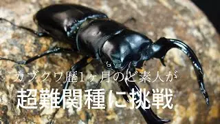 素人がウエストウッディに挑戦