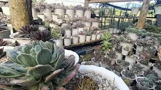 Growing More Succulents Part 2…