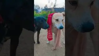 देसी स्वैग: Saaro Jamano Raja Jalke Marego 🔥 | Desi Dog Version 🐶👑