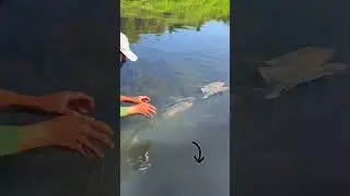 Huge Fishes catching by Hand , Amazing Fishing skills