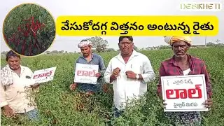వేసుకోదగ్గ విత్తనం అంటున్న రైతు | Elite Laal Chilli Variety | DesiKheti - Buy Seeds Online #chilli
