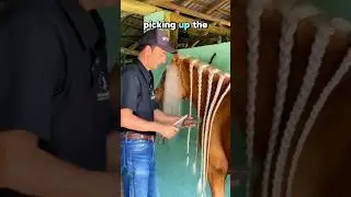 The Most Beautiful Horse😍❤️