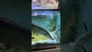 #arapaimafish #arapaima #arowana #monsterfishkeeper #exoticaquariumfish #predatorfish #fishtank
