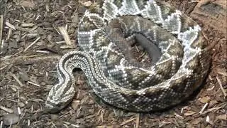 Crotalus durissus spec.: Neotropical Rattlesnake - Schauerklapperschlange