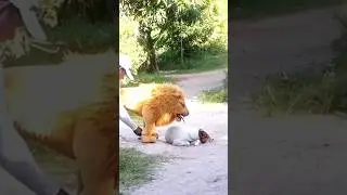 Dog prank funny videos 😲 reaction 👀🐕#doglover #tigerlove #pranks #dogvsfaketiger #animals #comedy