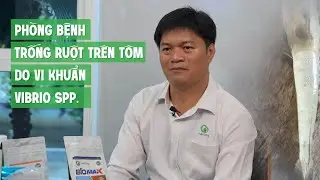 Dùng kháng sinh hoài mà vẫn bị đường ruột ở tôm ?