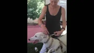 Greyhound/Galgo Safety Tips