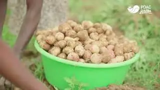 PDAC Jovem - Visita de Constata&ccedil;&atilde;o da Colheita de Batata Rena, Hu&iacute;la