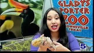 Zoo Guest: Kiwi the Bearded Dragon
