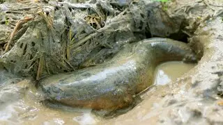 Wow wow !Incredible! Found & Catching A Lot Of Snakehead Fish & Catfish in Little Pond 4