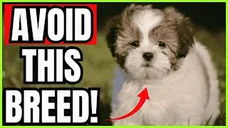 10 WORST Dog Breeds for Seniors Some May Surprise You | Dog Behavior Explained