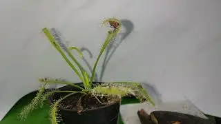 DROSERA CAPENSIS ALBA (Time Lapse)