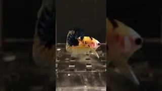 Betta Fish From Like Galaxy, Dumbo, Koi Betta, SpadeTail, Halfmoon