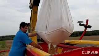 Žieminių sėja 2019