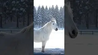 【ASMR】A White Horse Standing Alone in the Snow