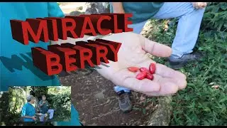 Sprout Learning - Miracle Berry