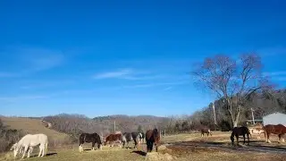 Watching the Rescue Horse herd & Feeding The Rehab Brothers.