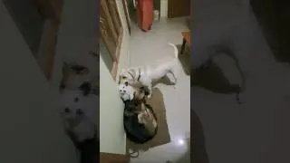 Dog pack Dog army My pretty pet dogs Play with dogs #play #dogpack #doglove #family #familyvlog #dog
