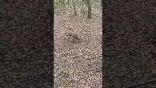 Oct 23 Day 12 Morning Button Buck