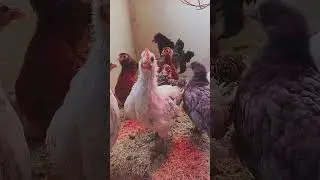 От цыпленка до курицы-несушки. С Новым годом от фермы Далторпа!