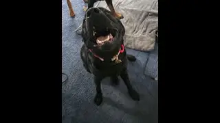 Boston Dog Trainers | Sadie, English Labrador's 1 Week Board & Training | Off Leash K9 Training