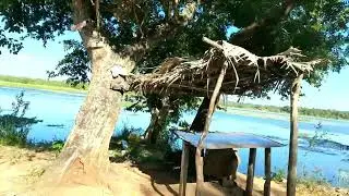Rajanganaya, Thambuttegama - Sri Lanka  ~Canal with Road, Paddy Drying, Cows, Lake, Boat~
