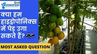 क्या हम हाइड्रोपोनिक्स में पेड़ उगा सकते हैं?