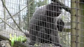 Wild Futures: Fighting for Monkey Rights