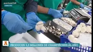 Proceso de producción del champiñon en Quintanar del Rey. 25/10/2017.